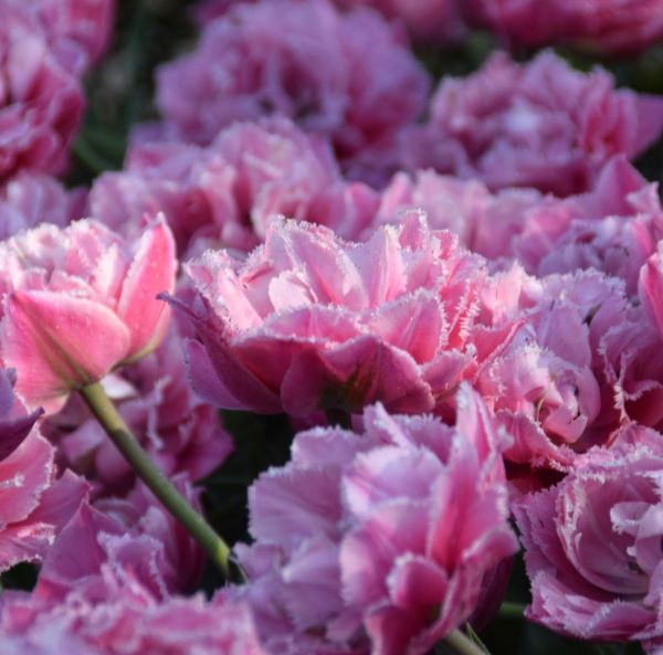 Keskiaikainen tulppaani, Crispa